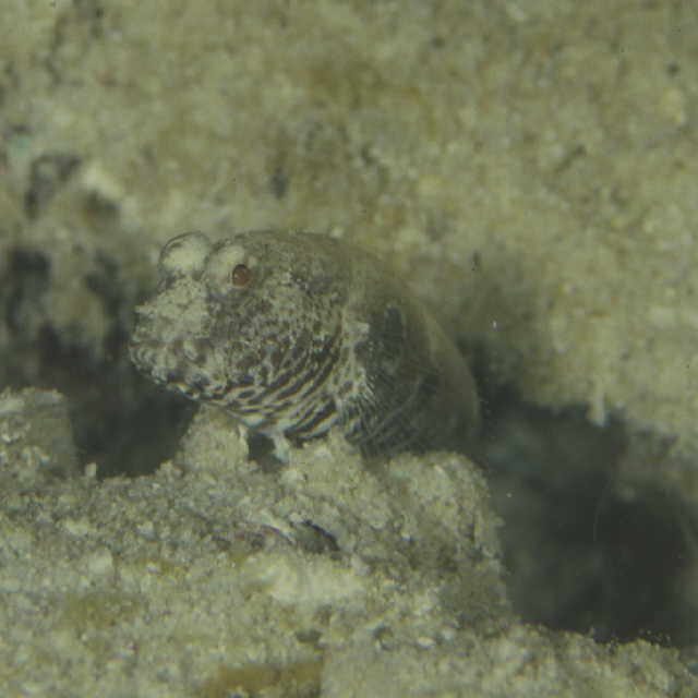 Cryptocentrus strigilliceps